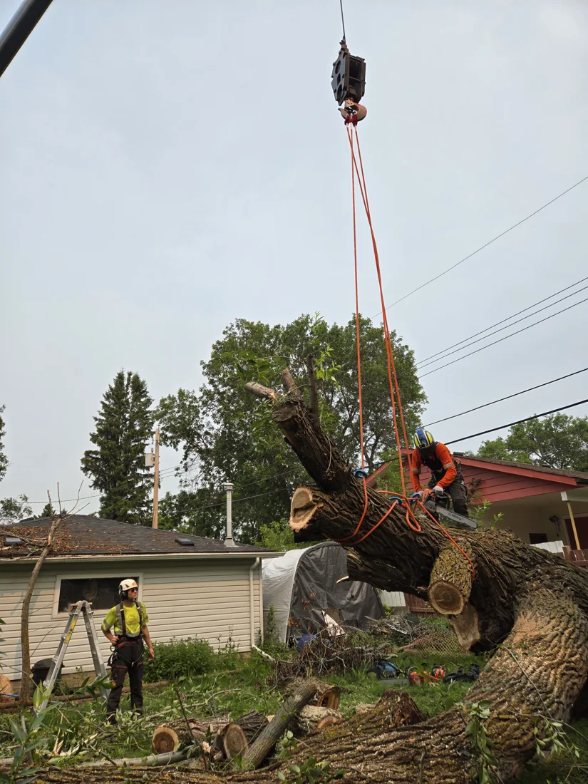 Vallis Arbor tree work photo 1