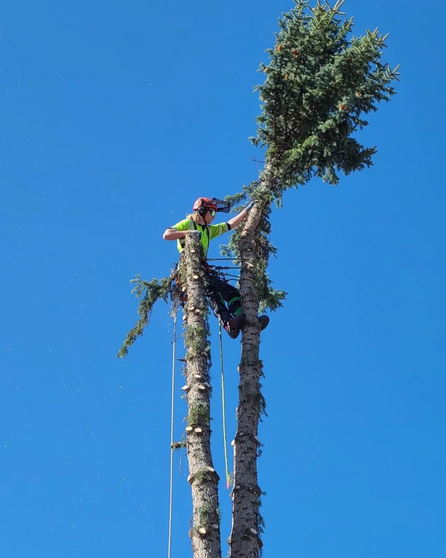 Vallis Arbor tree work photo 2