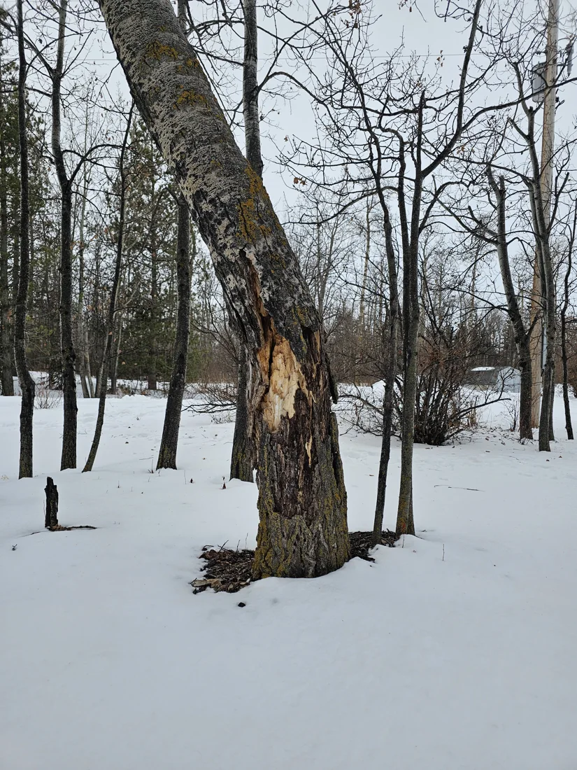 Vallis Arbor tree work photo 5
