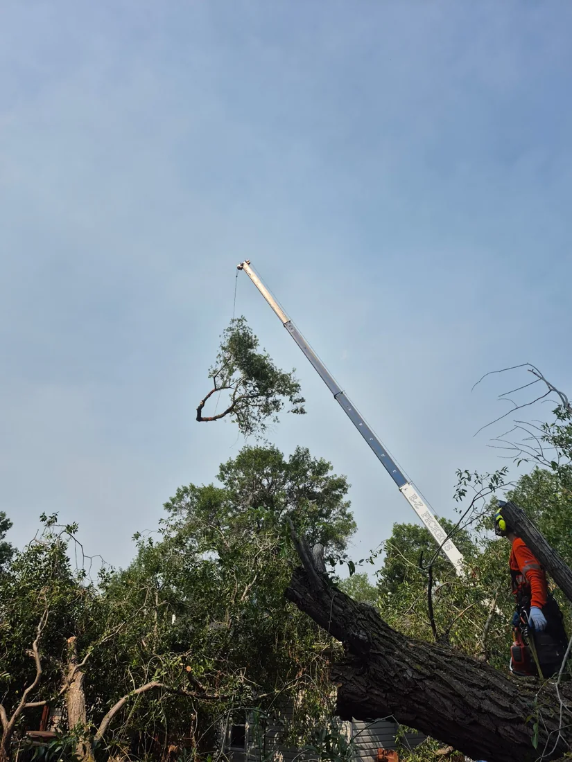 Vallis Arbor tree work photo 6
