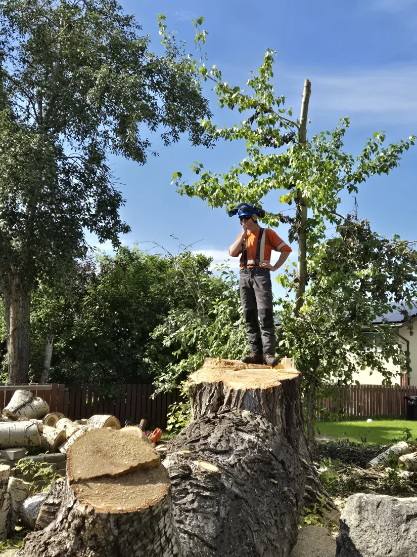 Vallis Arbor tree work photo 7
