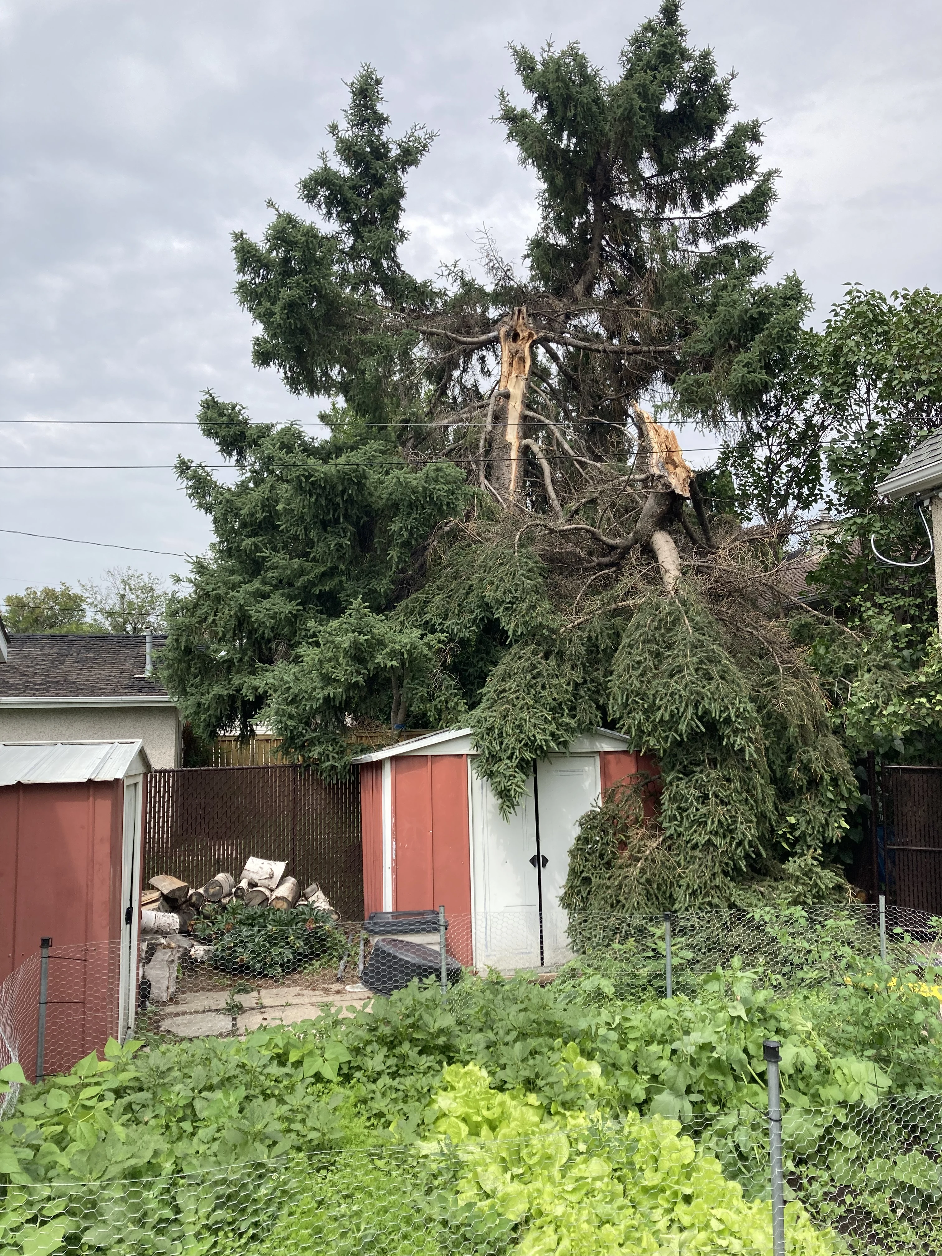 Vallis Arbor tree work photo 11